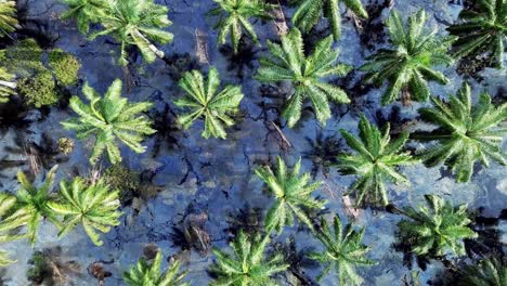 Aerial-descending-look-down-oil-palm-tree-flooded
